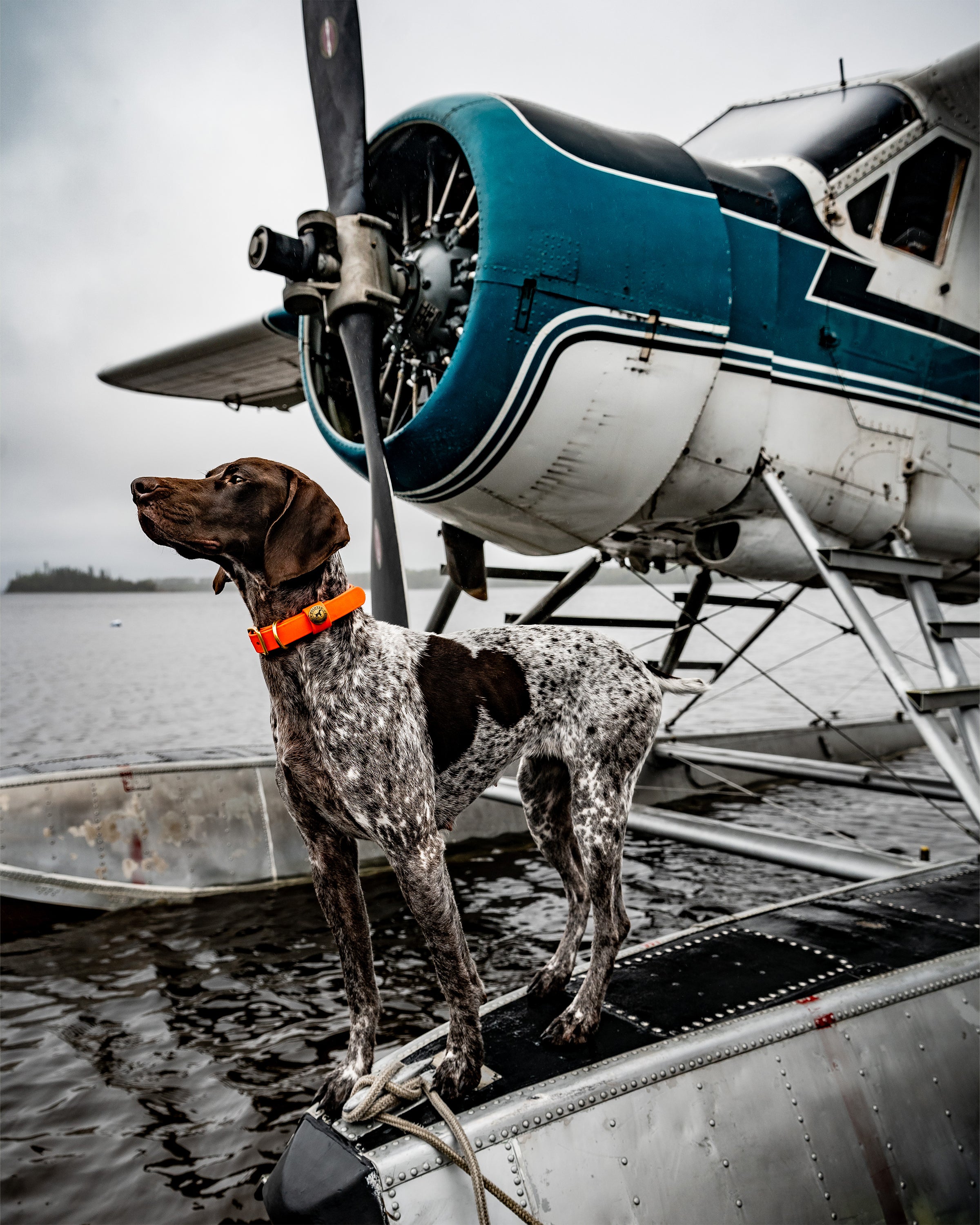 Sporting Dog Collar - Blaze Orange